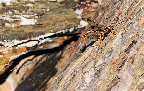 Drill, Baby Drill! The Ins and Outs of Ichneumon Wasps (Photos by ...