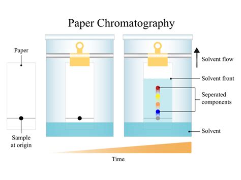 Paper chromatography — lesson. Science State Board, Class 9.