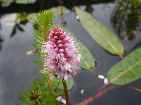 Persicaria amphibia (amphibious bistort) - Devon Pond Plants | Pond ...