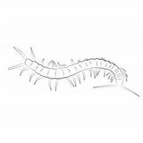 Centipedes Coloring Pages For Kids Printable Free Download  sketch template