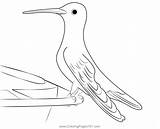 Violet Crowned Hummingbird Coloring Page For Kids  Free Swifts And sketch template