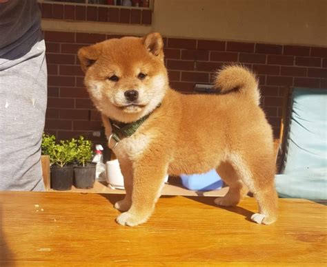 How to get Shiba Inu Puppies - Shiba Inu New Zealand