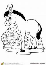 Coloring Ane Disegni Donkey Colorat Colorare Fattoria Mange Asino Esel  sketch template