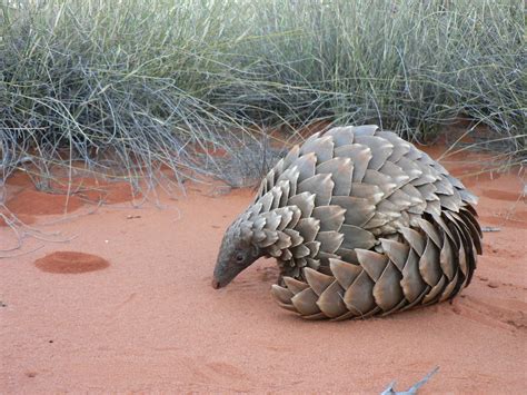 About Pangolins - Save Pangolins