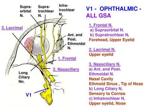 Ophthalmic Trigeminal Nerve