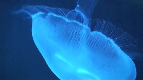 Phylum Cnidaria (Jellyfish) Swimming - Stock Video | Motion Array