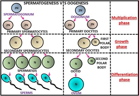 20 Huge Difference between Oogenesis and Spermatogenesis in Tabular ...