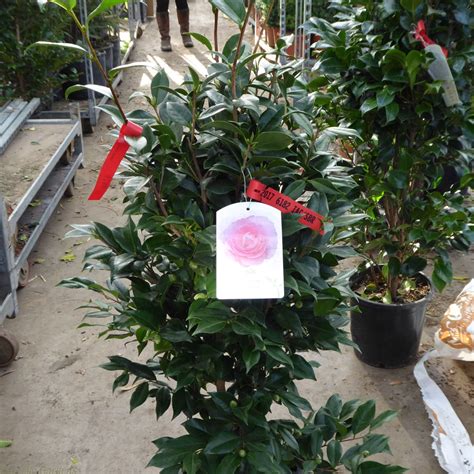 For Sale Large Pink Flowering Camellia plants 10 Litre | Delivery by ...