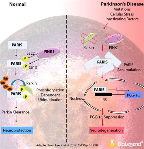 Farnesol: The farnesylator of PARIS – The Science of Parkinson's