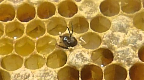 Italian Honey Bee Hatching - YouTube