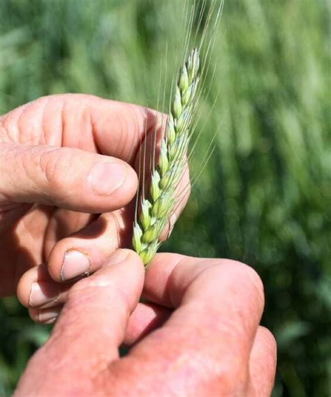 Wheat bug detected in region | The Courier | Ballarat, VIC