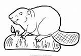 Beavers 5  Coloring Pages 24 sketch template