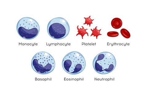 Types of white blood cells: what the numbers may mean | Roswell Park ...