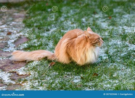 Fluffy Maine Coon cat stock photo. Image of cream, garden - 207322046