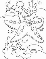 Free Printable Starfish Coloring Pages sketch template