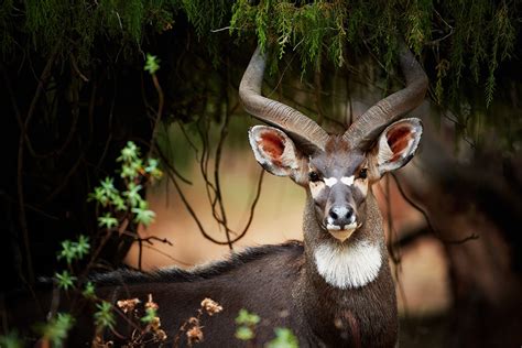 Ethiopia’s Unique Wildlife: A Closer Look at 5 Endemic Species - Anbessa Travel