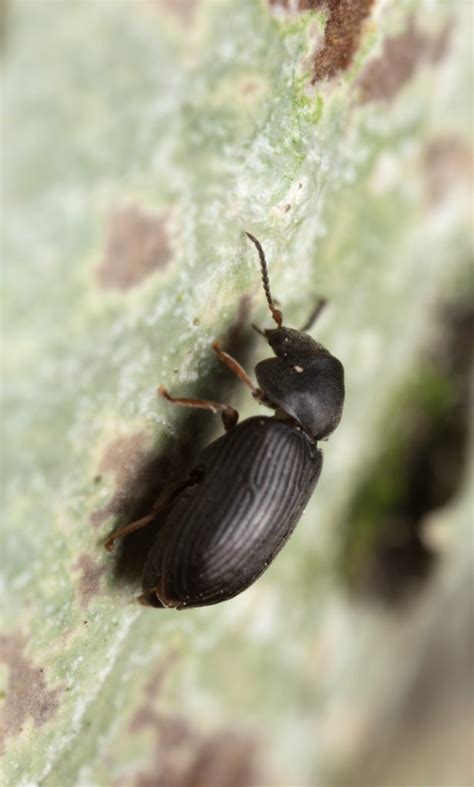 Can Beetles Damage My Trees? - North American Tree Service