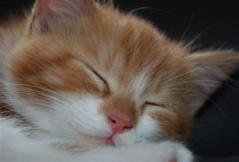 Kitten Sleeping Free Stock Photo - Public Domain Pictures