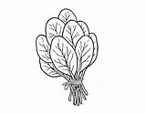 Bundle Of Spinach coloring page  Download Print Or Color Online For Free sketch template