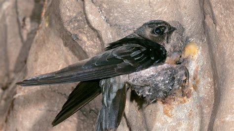 Black-nest Swiftlet (Aerodramus maximus), deep inside an Indonesian cavern | Animals beautiful ...