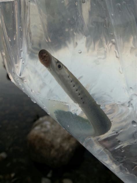 Arctic Lamprey (Fish of Alberta) · iNaturalist