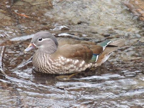 Mandarin duck female at Yarner