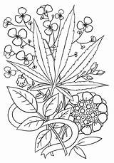 Weed Coloring Pages  Coloring Cool sketch template