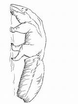 Anteater coloring pages  SeaColoring sketch template