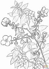 Lewis mock Orange Or Syringa Coloring Page  Free Printable Pages sketch template