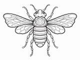 Cicada Coloring Sheet  Page sketch template