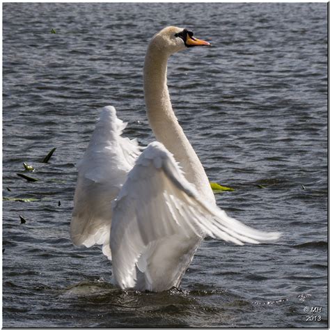 Ecstatic | Following mating, the female swan spent quite som… | Flickr