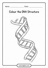 DNA Coloring Worksheet  7 Free Printable Diagram Activity sketch template