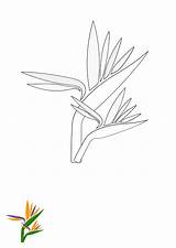 Free Tropical Flower Coloring Page Template To Edit Online sketch template