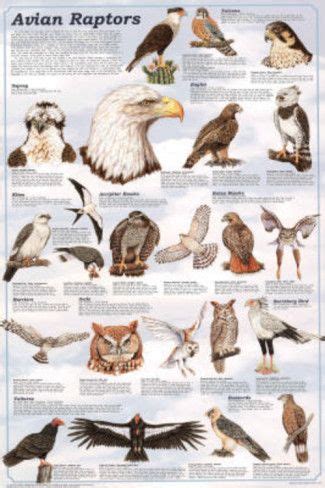 Avian Raptors Birds Of Prey Educational Science Chart Poster Poster ...