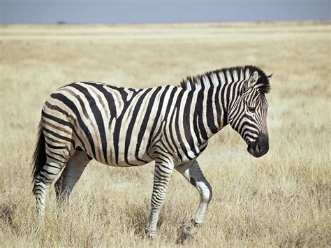 File:Burchell's Zebra (Etosha).jpg - Wikipedia
