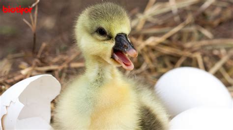 Cara Menetaskan Telur Bebek: Panduan Lengkap - Biotifor