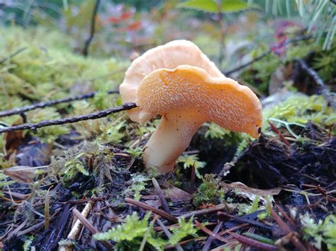 Hedgehog mushroom found hiking up Stahlman Point Oregon. #mushrooms # ...