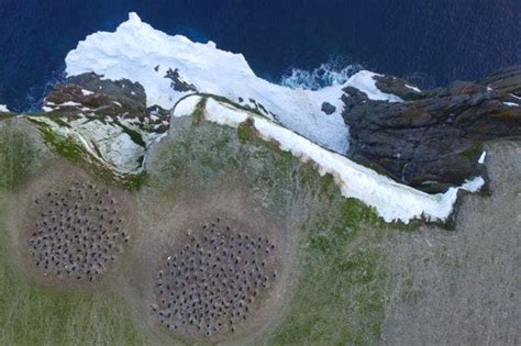 Large, previously unknown penguin colony discovered through satellite