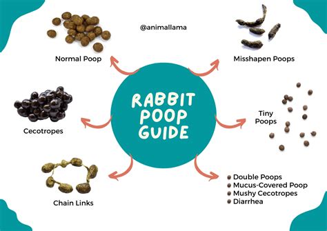 Rabbit Poop Guide: What Does Normal Rabbit Poop Look Like | Animallama