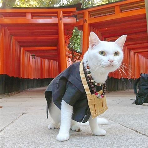 This Cat Temple In Kyoto Has Feline Monks For The Purrfect Spiritual Experience