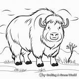 Musk Ox Coloring Pages  Free & Printable sketch template