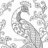 Cute Peacock Coloring Page sketch template