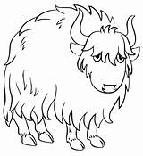 Yak Coloring Pages  Free Printable For Kids sketch template