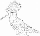 Eurasian Hoopoe Coloring Page  Free Printable Pages For Kids sketch template