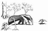 Anteater Coloring Sheet Pages sketch template