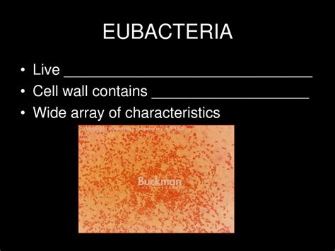 BACTERIA ______________: single-celled organisms that lack a nucleus ...