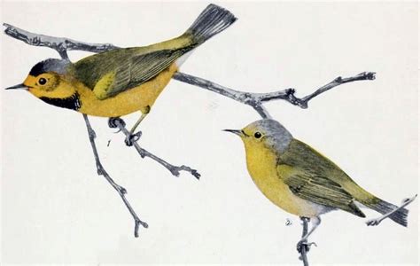 Bachman’s Warbler † – birdfinding.info