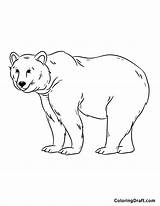 Polar Bear Coloring Pages  ColoringDraftcom sketch template