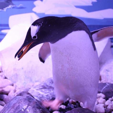 Penguin Chick Born at London's Sea Life Aquarium: In Pictures