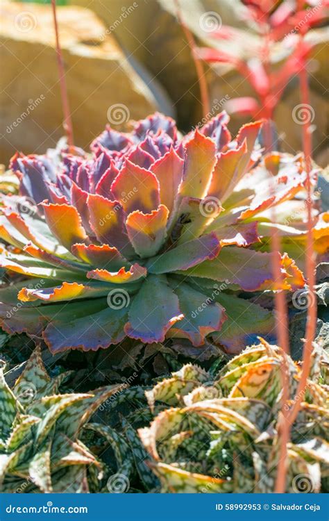 Desert Garden with Succulents Stock Image - Image of cacti, botanic ...